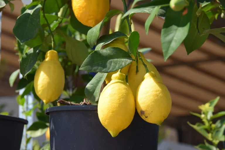 feuilles du citronnier se replient