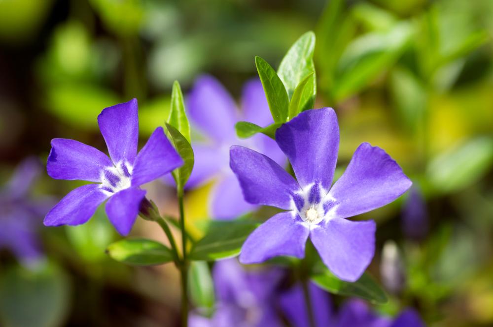 vinca minor