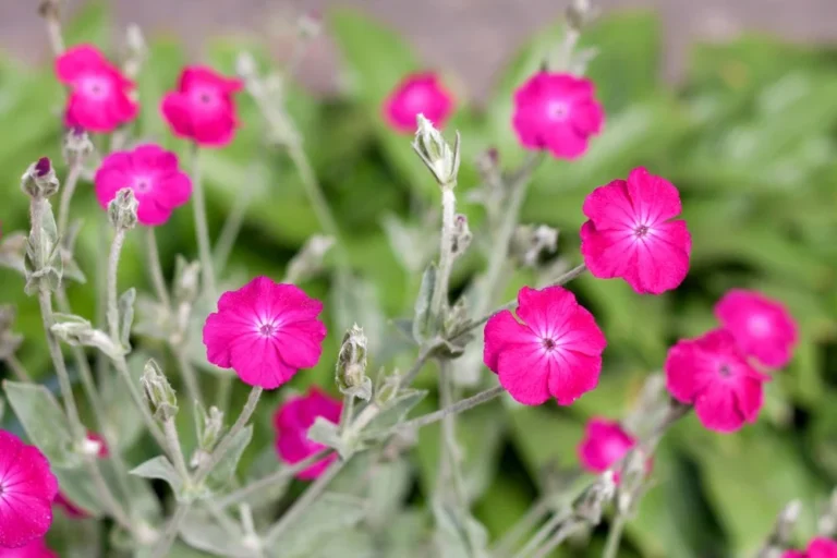 coquelourde des jardins
