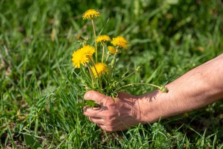 4 astuces naturelles pissenlits