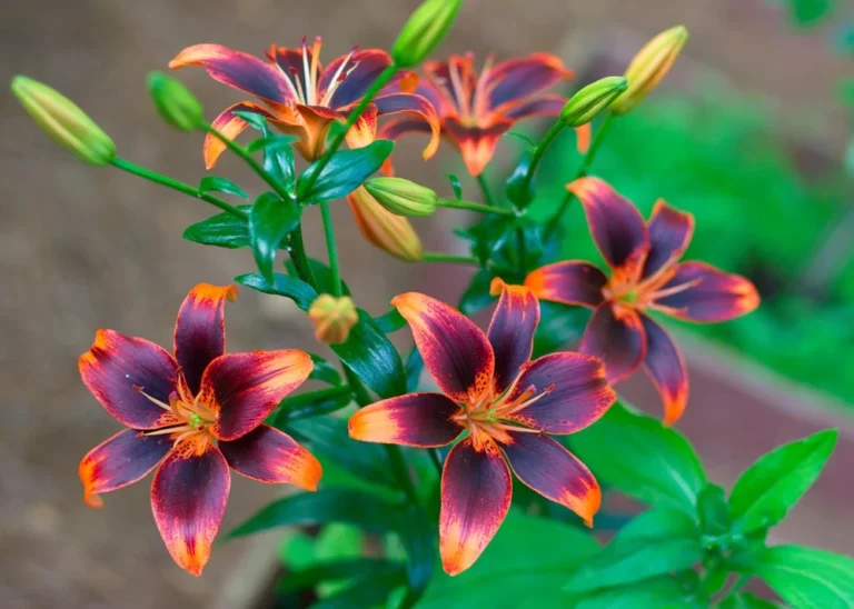 fleur magnifique jardin forever susan