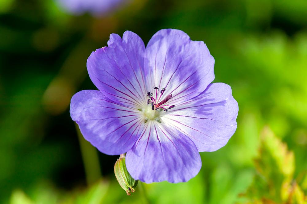 Géranium Rozanne