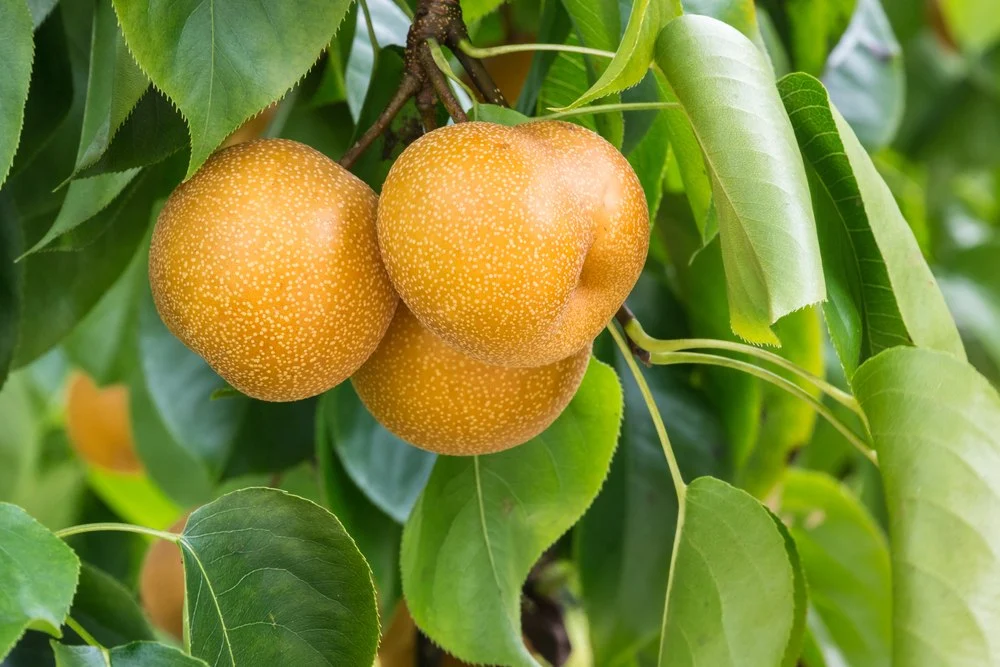Envie de fruits ultra rafraîchissants ? Cet arbre méconnu est la solution idéale pour votre jardin fruitier nashi