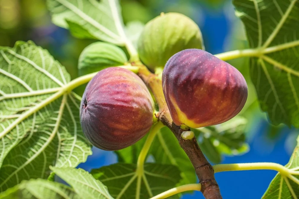 booster récolte de figues