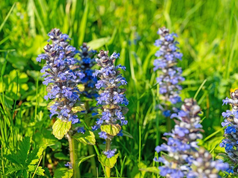ajuga reptans