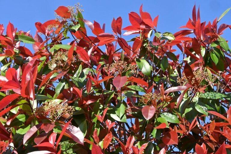 bon moment tailler photinia