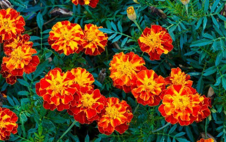 tagetes anti moustiques