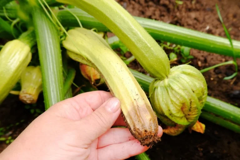 courgettes pourrissent avant de murir