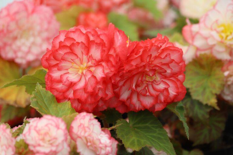 Begonia tuberhybrida