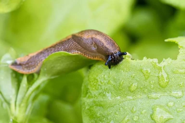solution contre limaces jardin