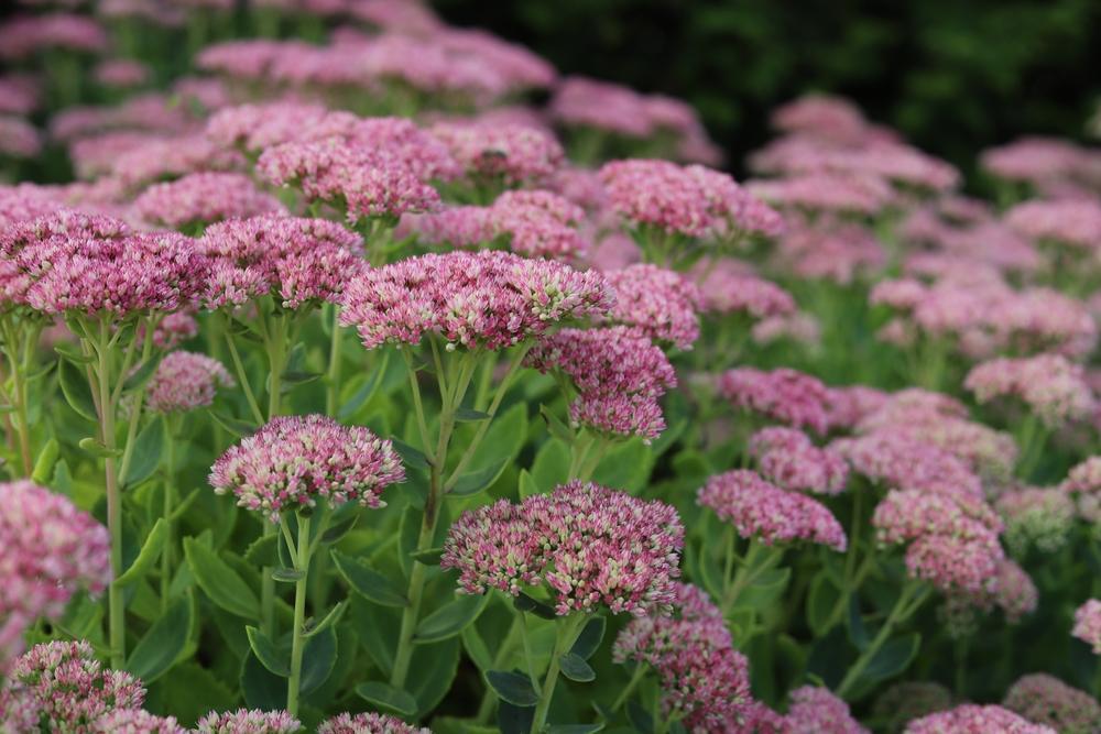 sedum