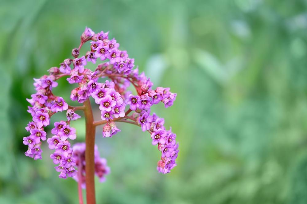 Bergenia