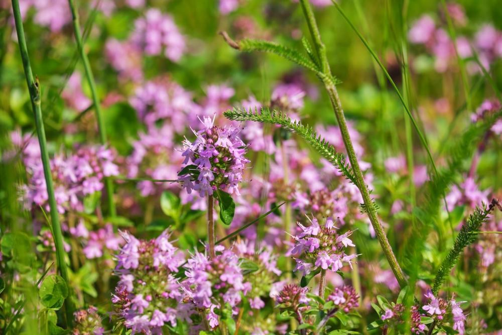 thym serpolet
