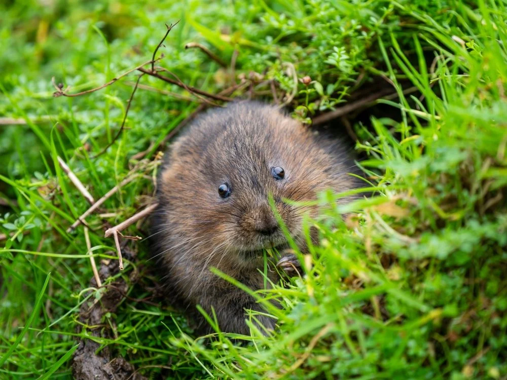 solutions contre rat taupier
