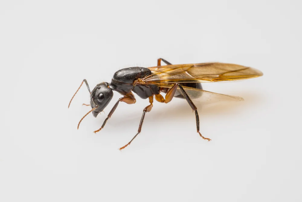 comment se débarrasser des fourmis volantes
