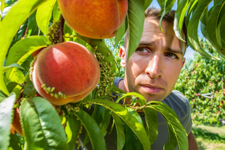 pucerons arbres fruitiers