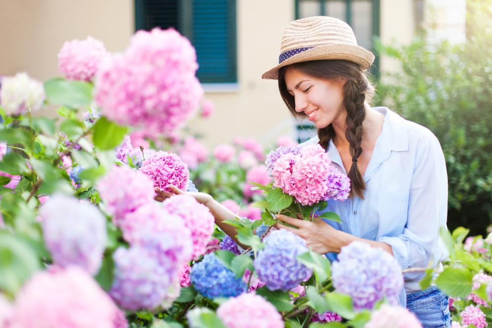 arbuste fleuri jardin
