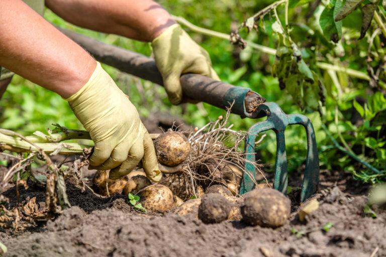 Quand récolter les pommes de terre