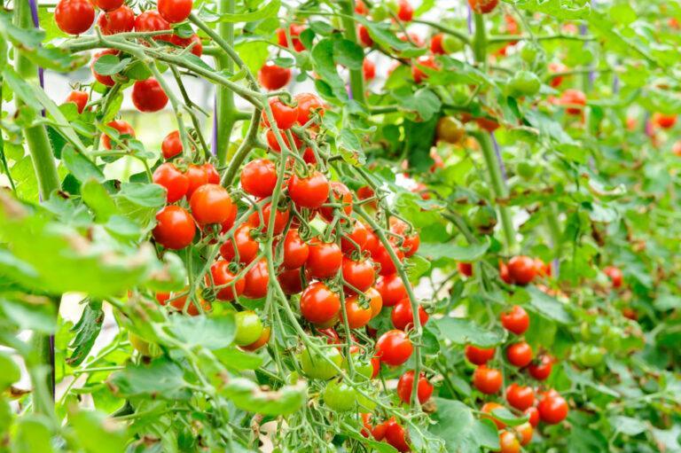 Astuce pour cultiver des tomates cerises