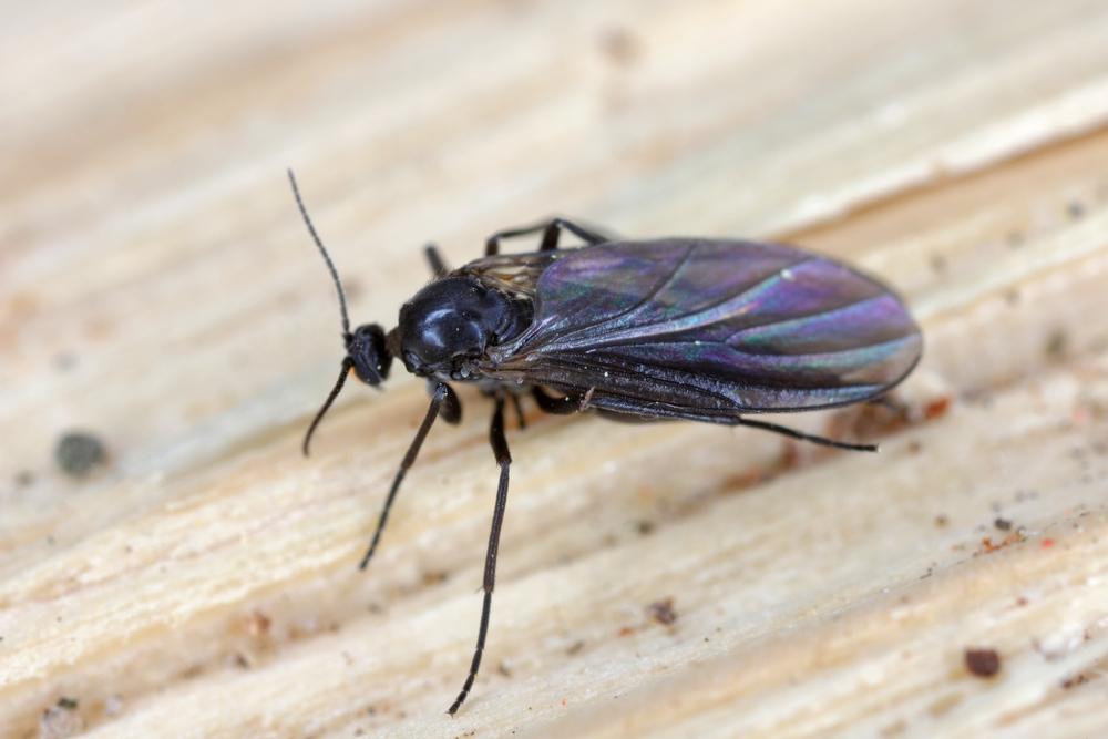 Se débarrasser des moucherons