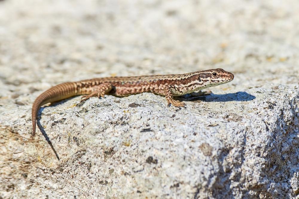 Faire fuir les lézards