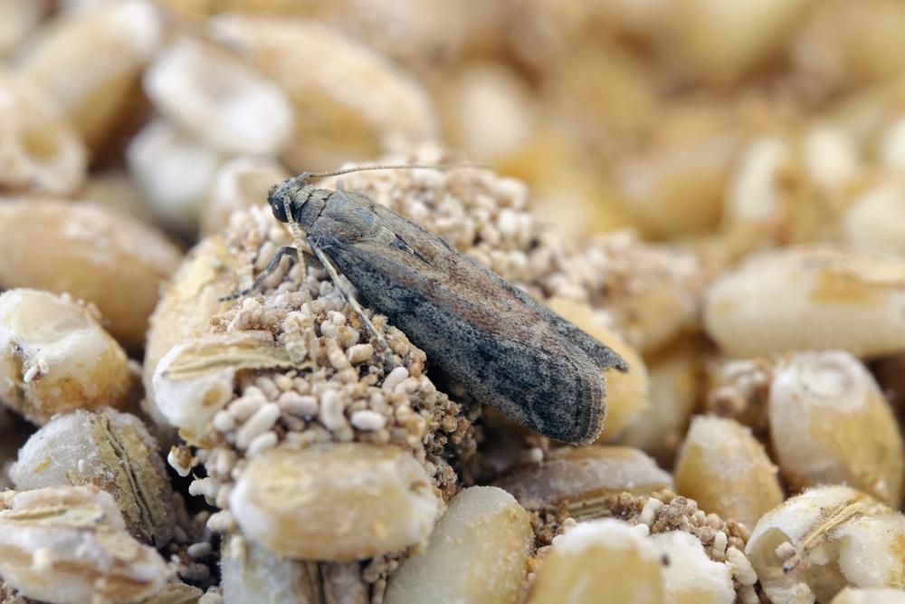 Astuces contre les mites alimentaires