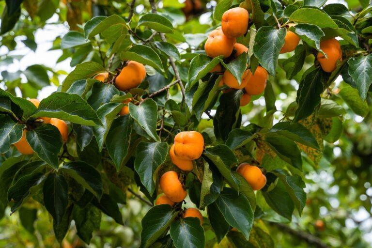 Arbre fruitier kaki