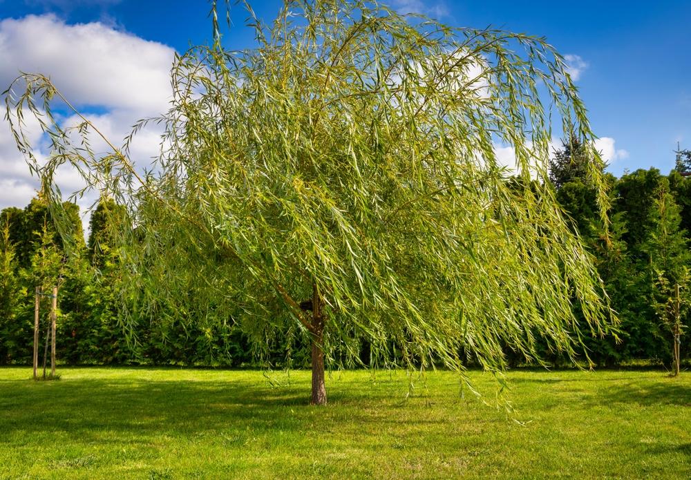 Saule pleureur
