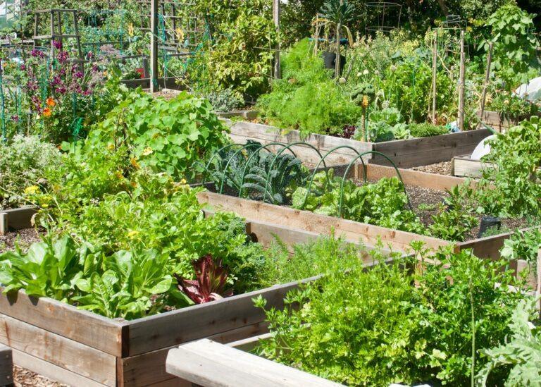 Potager et verger pendant les vacances