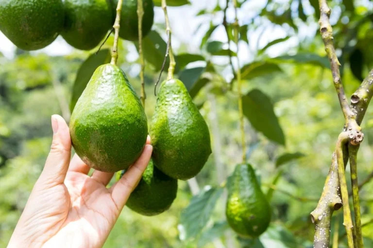 cultiver ses propres avocats