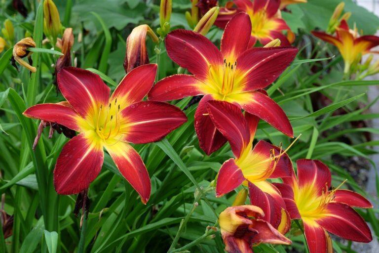 Plante vivace hémérocalle