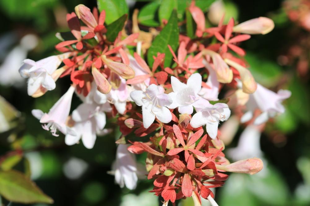 Abelia
