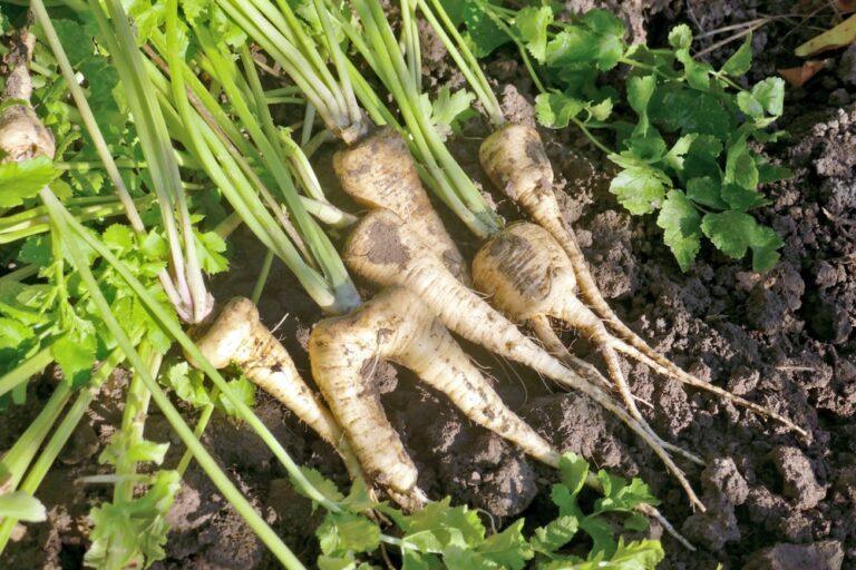 Légume oublié panais