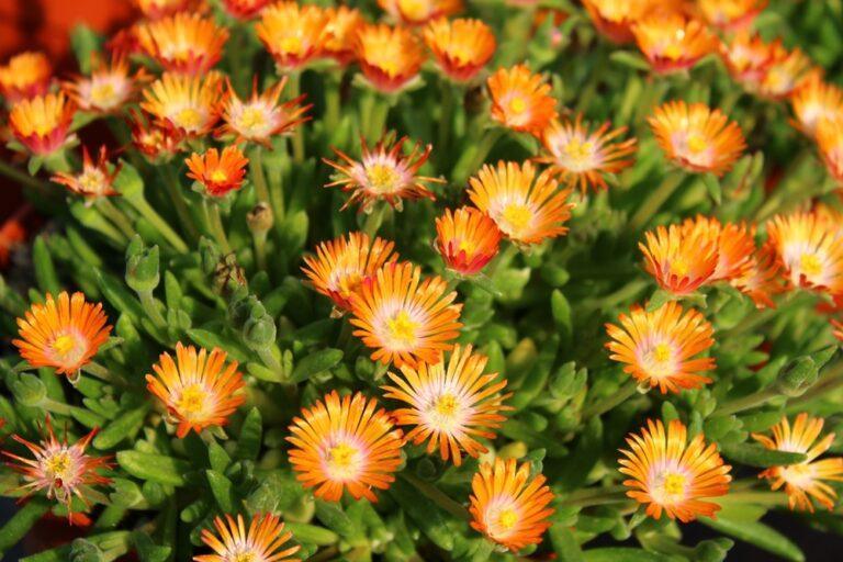 Variétés increvables massif fleuri
