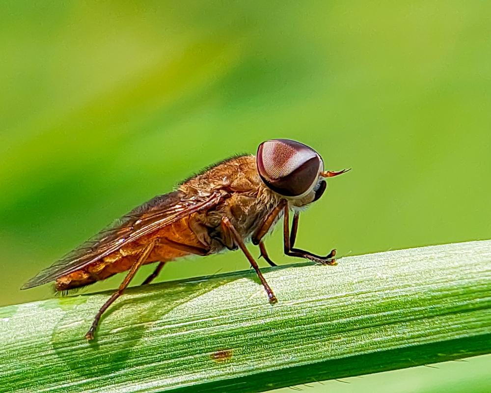 Comment se débarrasser des taons