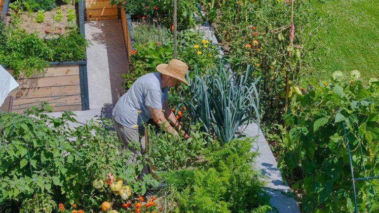 Potager productif pendant canicule