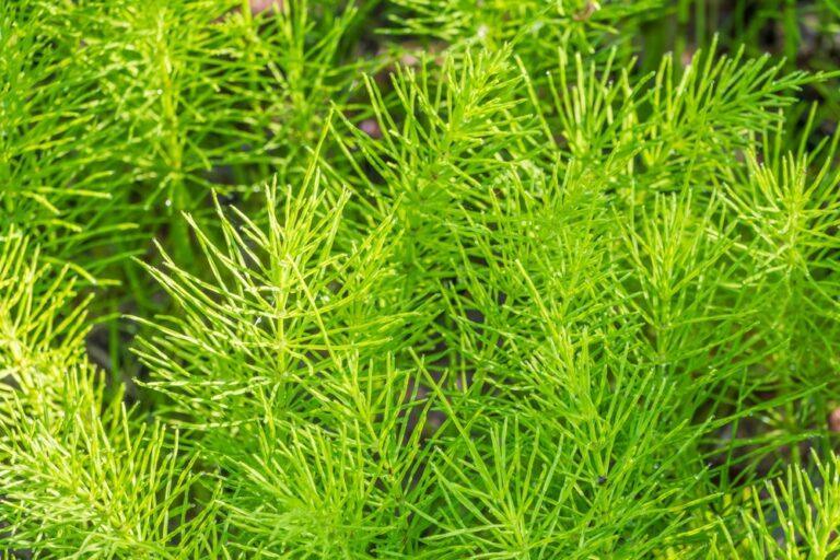 Astuces pour se débarrasser de la prêle
