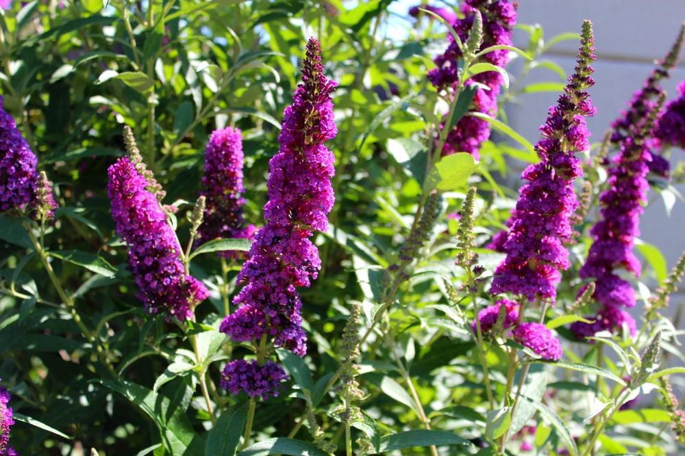 Buddleia