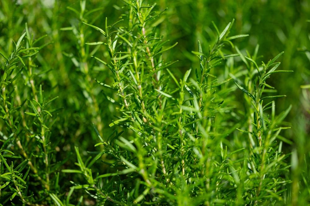 Planter romarin