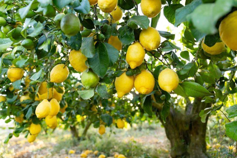 Engrais pour citronnier