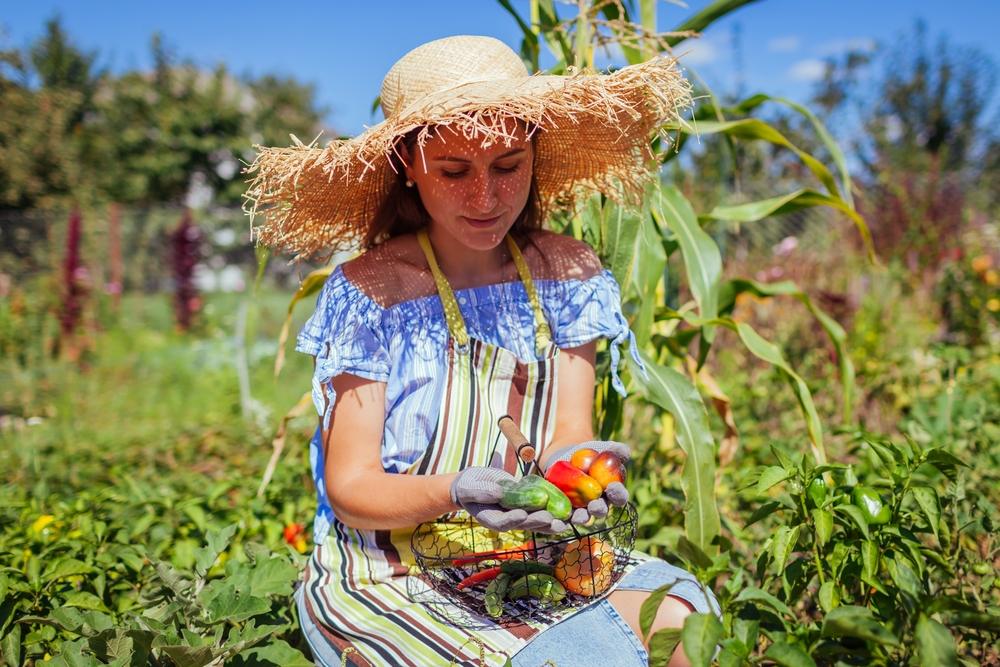 Conseils potager pendant la canicule