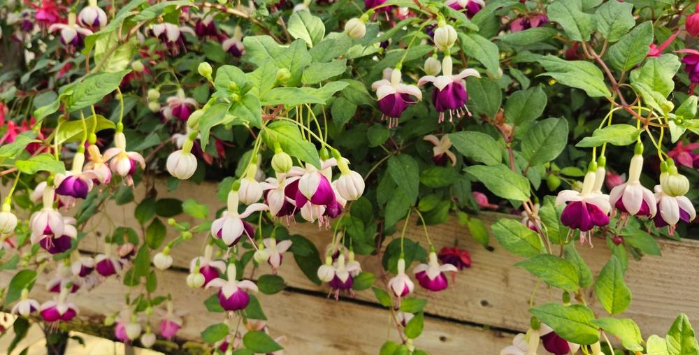 Fuchsia