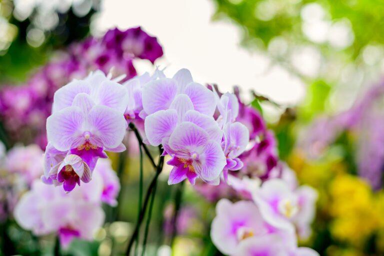 Booster floraison orchidée