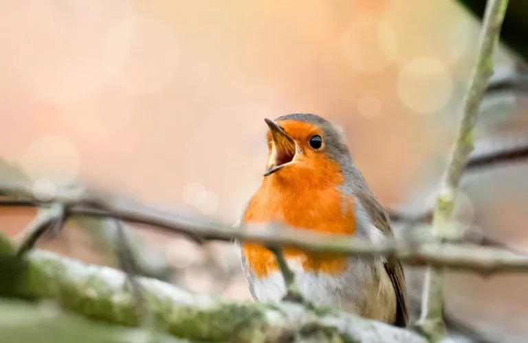 Vous aimez les oiseaux ? Ne faites surtout pas l’impasse sur ce geste vital pour les sauver de la canicule Sauver oiseaux de la canicule