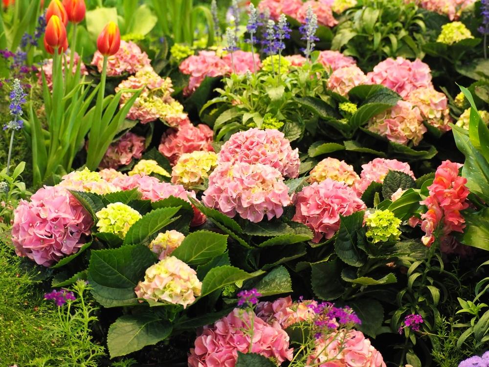 Hydrangea
