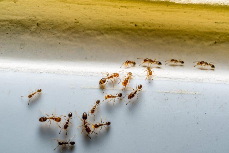 Astuces contre une invasion de fourmis