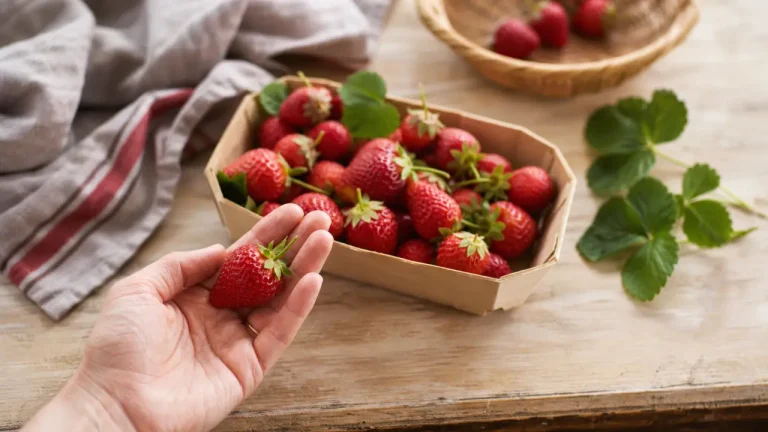 Comment cueillir les fraises le matin, sans abîmer le pédoncule