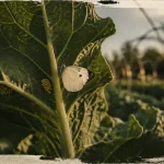 Pieride du choux au potager : pontes sur feuilles de chou et adulte
