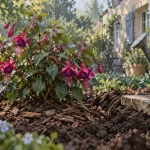 Planter un fushia en mi-ombre, sol frais, après les gelées