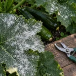 Traitement oidium courgette : feuilles de courgette couvertes de poudre blanche